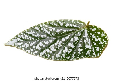 Begonia maculata polka dot Begonia angel wing silvery-white dotted leaf close up