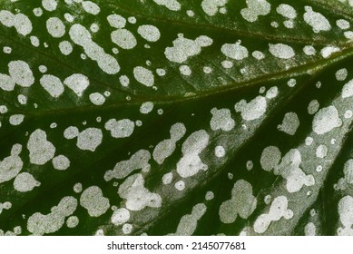 Begonia maculata polka dot Begonia angel wing silvery-white dotted leaf close up