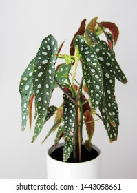 Begonia Maculata In White Pot