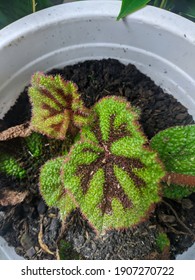 Begonia Masoniana, The Iron Cross Begonia, Is A Species Of Plant In The Family Begoniaceae, Native To Southern China And Northern Vietnam. 