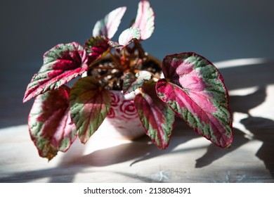 Begonia Maui Sunset decorative-deciduous Rex, scarlet leaf close-up in bright sunlight with shadows. Potted house plants, home decor, care and cultivation