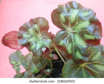 Begonia nelumbiifolia, the lilypad begonia ornamental plant in the pot. It is a species of flowering plant in the family Begoniaceae.