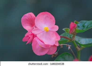 Begonia の画像 写真素材 ベクター画像 Shutterstock