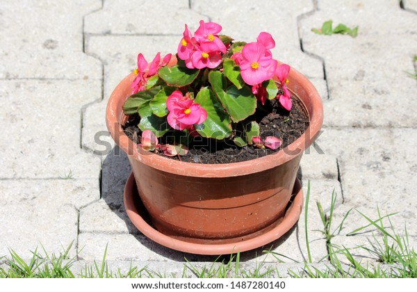 Begonia Plant Dark Pink Flowers Yellow Stock Photo Edit Now 1487280140