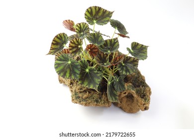 Begonia Plant Grow On Lava Rock, Isolated On White Background.