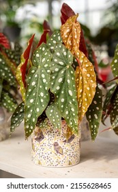 Begonia Polka Dot Plant And Leaves