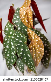 Begonia Polka Dot Plant And Leaves