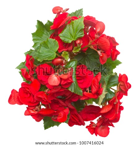 Begonia red flowers isolated on white background. Flat lay, top view