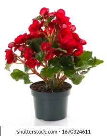 Begonia Red Isolated Flowers In Pot