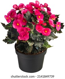 Begonia Reiger Flowerpot Isolated On White Stock Photo 2141849739 ...