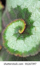 Begonia Rex