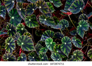 83 imágenes de Eyelash begonia - Imágenes, fotos y vectores de stock |  Shutterstock