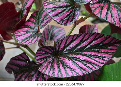 Begonia Rex Ornamental Plant Leaves