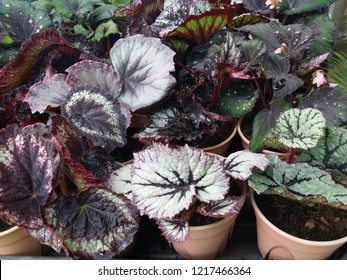 Begonia Rex Plant