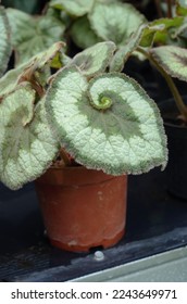 70 imágenes de Begonia rex cultorum - Imágenes, fotos y vectores de stock |  Shutterstock