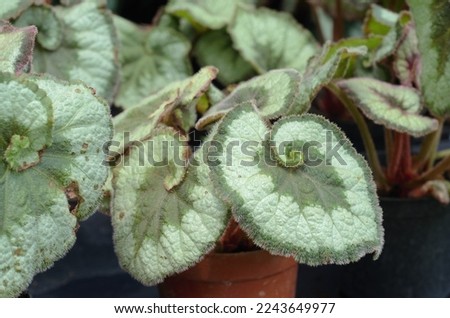 Begonia rex-cultorum, King Painted-leaf, Beefsteak, escargot in the family Begoniaceae is an herb with fleshy, horizontal rhizomes. Some have striped or variegated foliage and spiral-shaped leaves