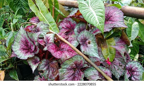 70 imágenes de Begonia rex cultorum - Imágenes, fotos y vectores de stock |  Shutterstock