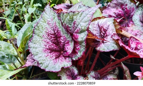 70 imágenes de Begonia rex cultorum - Imágenes, fotos y vectores de stock |  Shutterstock