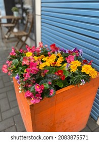 Begonia Tagetes Viola Annual Flowers