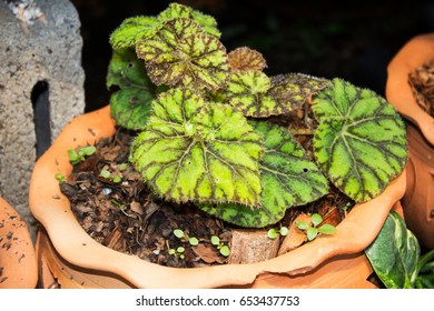 Begonia Rex Putz 图片 库存照片和矢量图 Shutterstock