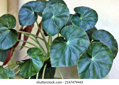 50 Decorative leafy begonia Images, Stock Photos & Vectors | Shutterstock