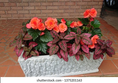 Begonias, And Polka Dot Plant, Hypoesthesia Phyllostachya In The Porch Concrete Planter
