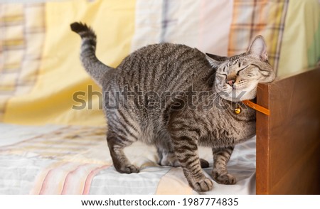 The behavior of the cat rubbing against objects to show territory.