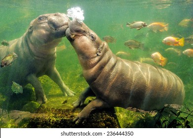 Behavior of pygmy hippo.