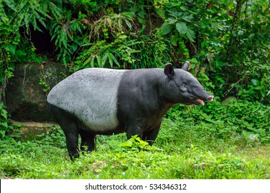 Behavior Of Tapir.