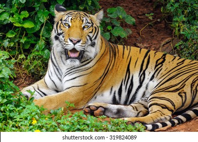 Behavior Tiger Stock Photo 319824089 | Shutterstock