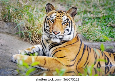Behavior Tiger Stock Photo 366075182 | Shutterstock