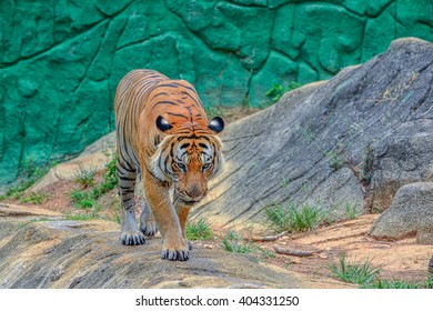 Behavior Tiger Stock Photo 404331250 | Shutterstock