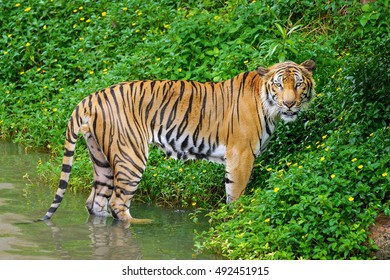 Behavior Tiger Stock Photo 492451915 | Shutterstock