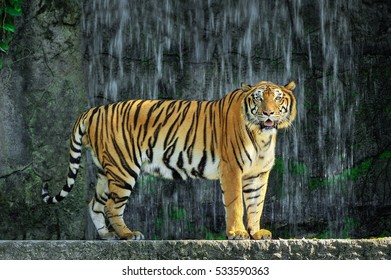 Behavior Tiger Stock Photo 533590363 | Shutterstock