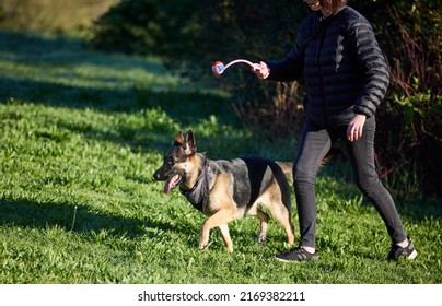 Behaviour thats rewarded gets repeated. Shot of an adorable german shepherd being trained by his owner in the park. - Powered by Shutterstock