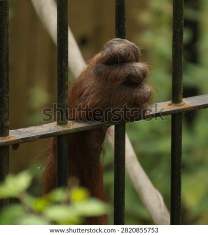 behind bars, even though they are innocent. 
zoo in Gdańsk