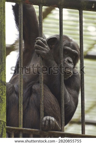 behind bars, even though they are innocent. 
zoo in Gdańsk