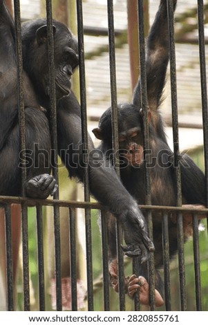 behind bars, even though they are innocent. 
zoo in Gdańsk