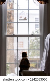 Behind Calico Cat Back Watching, Sitting On Chair In House, Home Room Under Wild House Finch Pair, Two Birds Eating Inside Bird Feeder, Hunting, Looking Through Window Outside, Outdoors