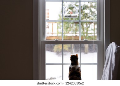 Behind Calico Cat Back Watching, Under Wild House Finch Pair, Two Birds Eating Inside Of Bird Feeder, Feline Sitting On Chair In House, Home Room Hunting, Looking Through Window Outside, Outdoors