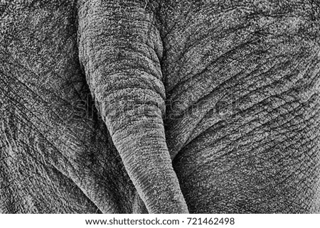 Similar – Image, Stock Photo pachyderms Leather Animal