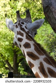 From Behind, A Giraffe Twist Its Long Neck Showing Off The Pattern On Its Skin And Its Short Mane