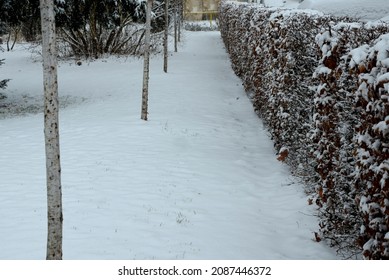 behind a hedge in the park stands a new pergola made of brown wood by a landscape architect. is lined with hornbeam hedges. the benches are under trellises, all covered with snow