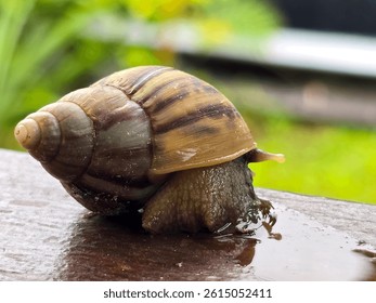 Behind its slow movements, snails teach us about patience. Manokwari, Indonesia.