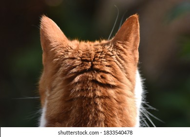 Behind view of ginger and white cat, ears perked.