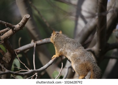 From Behind We See A Douglass Squirrel
Creeping Across A Branch Of A Pine Tree.  
He/she Is A Member Of The Red Squirrel Family, Which Are On The East Coast.  Douglass  Squirrel