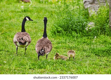 Behinds of Canadian geese parents watching in wrong direction their baby goslings in field - Powered by Shutterstock