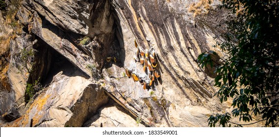 Behives Nepal Langtang Bees Honey