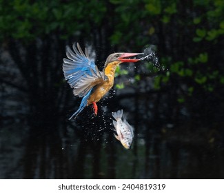 Behold the enchanting allure of nature in this captivating photo featuring a Stork-billed Kingfisher. Dressed in a palette鹳嘴翡翠 Stork-billed Kingfisher