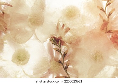A Beige anemone flower background